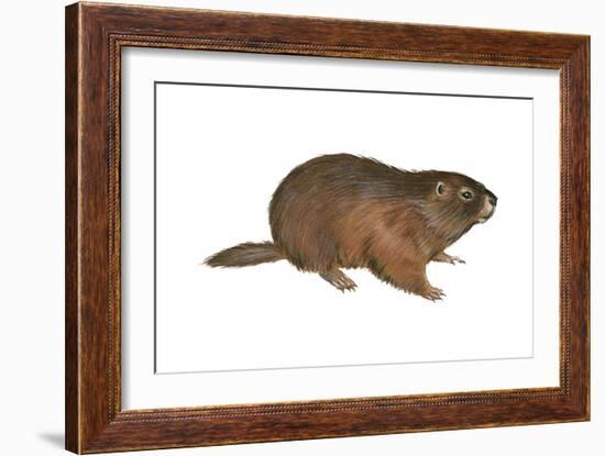 Woodchuck (Marmota Monax), Mammals-Encyclopaedia Britannica-Framed Art Print