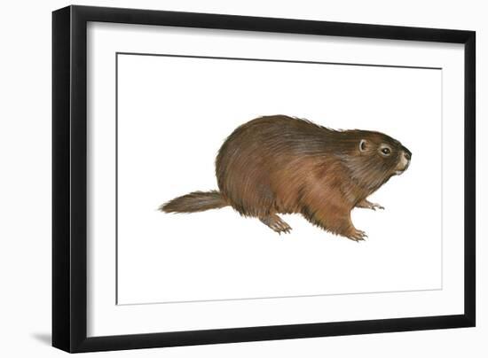 Woodchuck (Marmota Monax), Mammals-Encyclopaedia Britannica-Framed Art Print