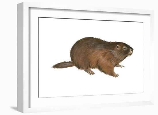 Woodchuck (Marmota Monax), Mammals-Encyclopaedia Britannica-Framed Art Print