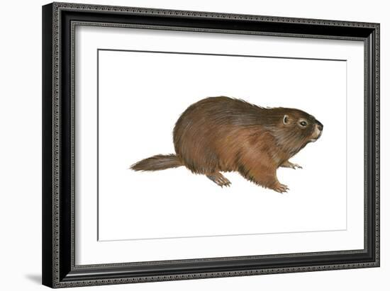 Woodchuck (Marmota Monax), Mammals-Encyclopaedia Britannica-Framed Art Print