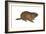 Woodchuck (Marmota Monax), Mammals-Encyclopaedia Britannica-Framed Art Print