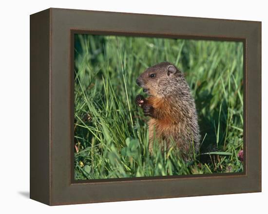 Woodchuck, Minnesota, USA-Lynn M. Stone-Framed Premier Image Canvas