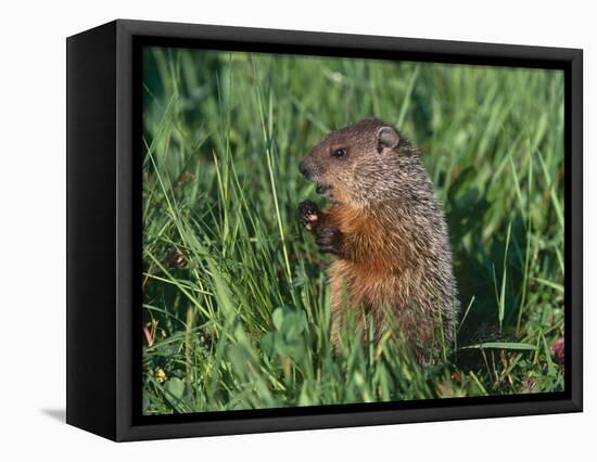 Woodchuck, Minnesota, USA-Lynn M. Stone-Framed Premier Image Canvas