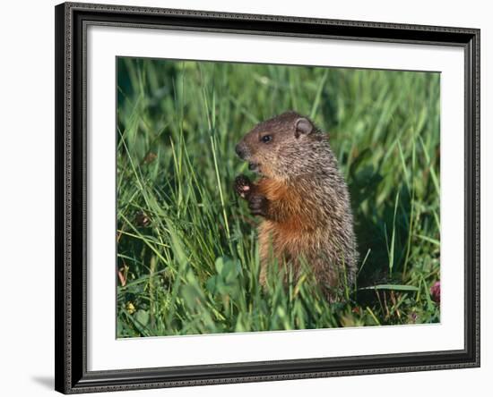 Woodchuck, Minnesota, USA-Lynn M. Stone-Framed Photographic Print