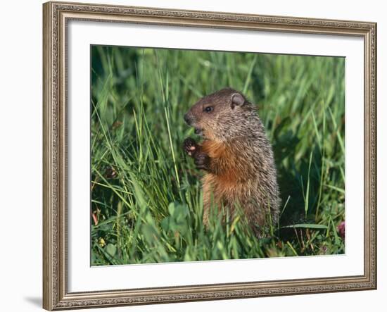 Woodchuck, Minnesota, USA-Lynn M. Stone-Framed Photographic Print