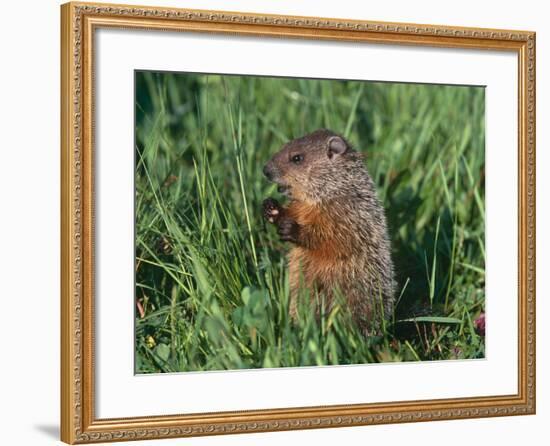 Woodchuck, Minnesota, USA-Lynn M. Stone-Framed Photographic Print