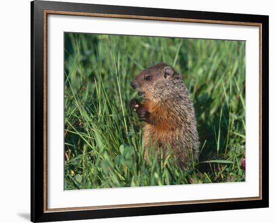 Woodchuck, Minnesota, USA-Lynn M. Stone-Framed Photographic Print