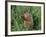 Woodchuck, Minnesota, USA-Lynn M. Stone-Framed Photographic Print