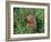 Woodchuck, Minnesota, USA-Lynn M. Stone-Framed Photographic Print