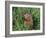 Woodchuck, Minnesota, USA-Lynn M. Stone-Framed Photographic Print