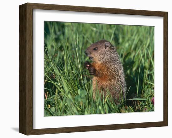 Woodchuck, Minnesota, USA-Lynn M. Stone-Framed Photographic Print