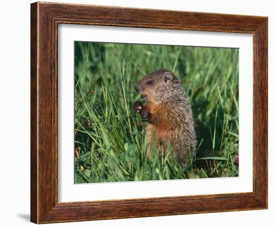 Woodchuck, Minnesota, USA-Lynn M. Stone-Framed Photographic Print