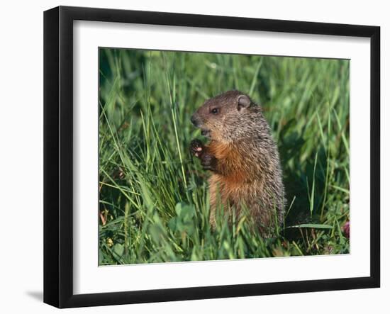 Woodchuck, Minnesota, USA-Lynn M. Stone-Framed Photographic Print