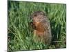 Woodchuck, Minnesota, USA-Lynn M. Stone-Mounted Photographic Print