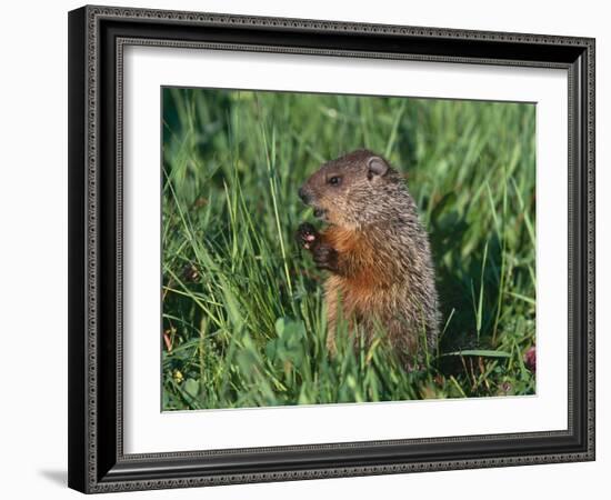 Woodchuck, Minnesota, USA-Lynn M. Stone-Framed Photographic Print