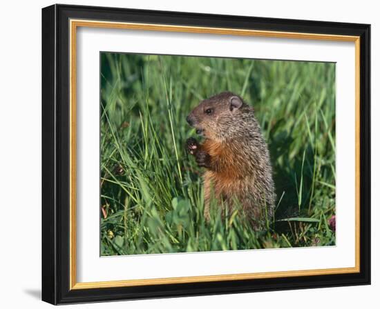 Woodchuck, Minnesota, USA-Lynn M. Stone-Framed Photographic Print