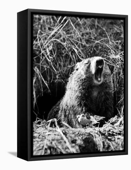 Woodchuck Standing on Hind Legs in Midst of Dense Foliage with Mouth Open and Showing Teeth-Andreas Feininger-Framed Premier Image Canvas