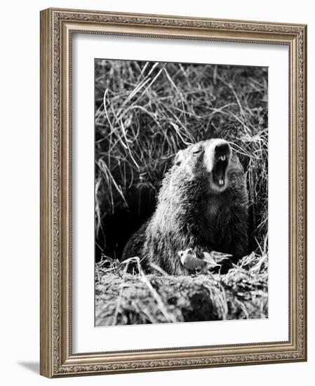 Woodchuck Standing on Hind Legs in Midst of Dense Foliage with Mouth Open and Showing Teeth-Andreas Feininger-Framed Photographic Print