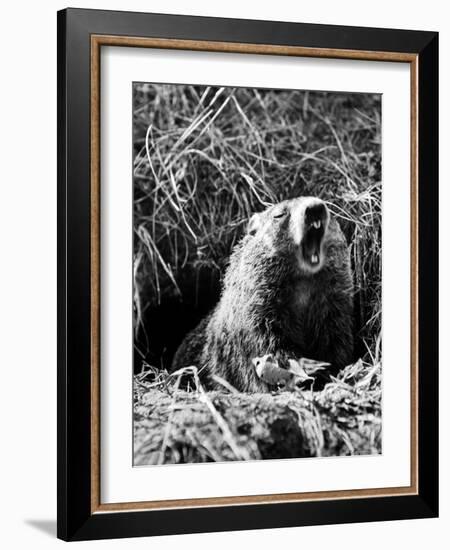 Woodchuck Standing on Hind Legs in Midst of Dense Foliage with Mouth Open and Showing Teeth-Andreas Feininger-Framed Photographic Print