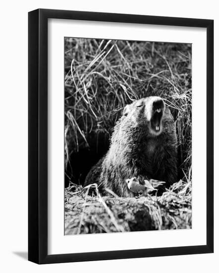 Woodchuck Standing on Hind Legs in Midst of Dense Foliage with Mouth Open and Showing Teeth-Andreas Feininger-Framed Photographic Print