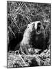 Woodchuck Standing on Hind Legs in Midst of Dense Foliage with Mouth Open and Showing Teeth-Andreas Feininger-Mounted Photographic Print