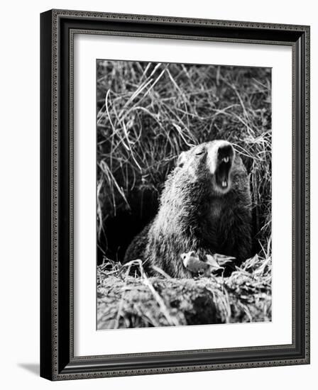 Woodchuck Standing on Hind Legs in Midst of Dense Foliage with Mouth Open and Showing Teeth-Andreas Feininger-Framed Photographic Print