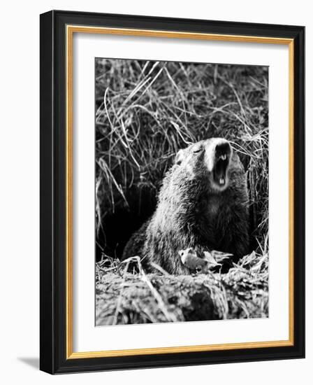 Woodchuck Standing on Hind Legs in Midst of Dense Foliage with Mouth Open and Showing Teeth-Andreas Feininger-Framed Photographic Print