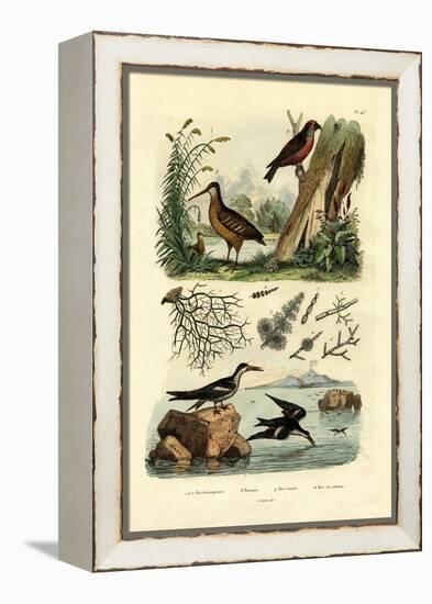 Woodcock, 1833-39-null-Framed Premier Image Canvas