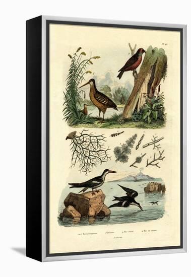 Woodcock, 1833-39-null-Framed Premier Image Canvas