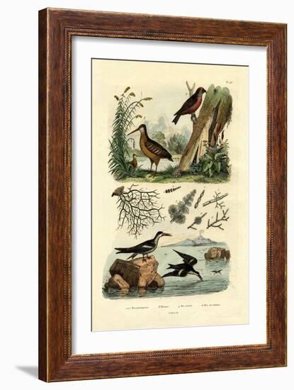 Woodcock, 1833-39-null-Framed Giclee Print