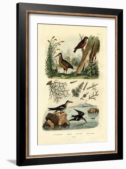 Woodcock, 1833-39-null-Framed Giclee Print