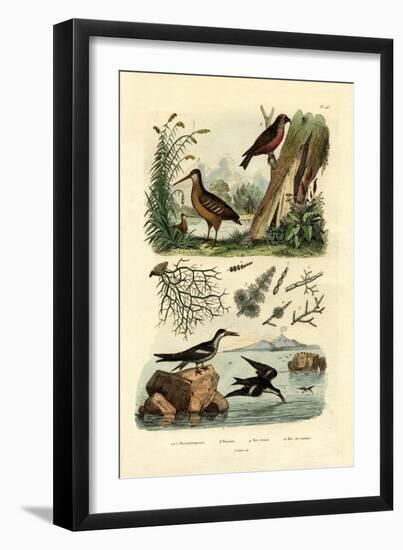 Woodcock, 1833-39-null-Framed Giclee Print