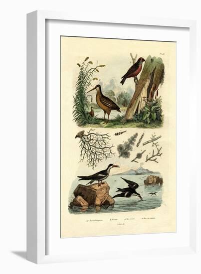 Woodcock, 1833-39-null-Framed Giclee Print