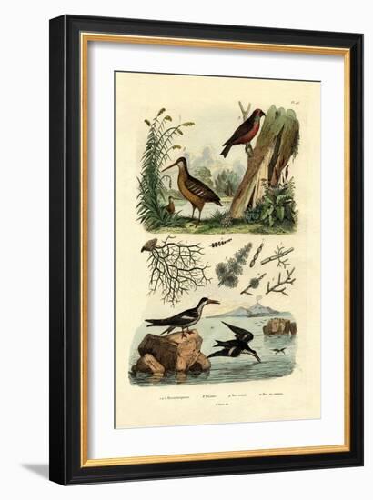 Woodcock, 1833-39-null-Framed Giclee Print