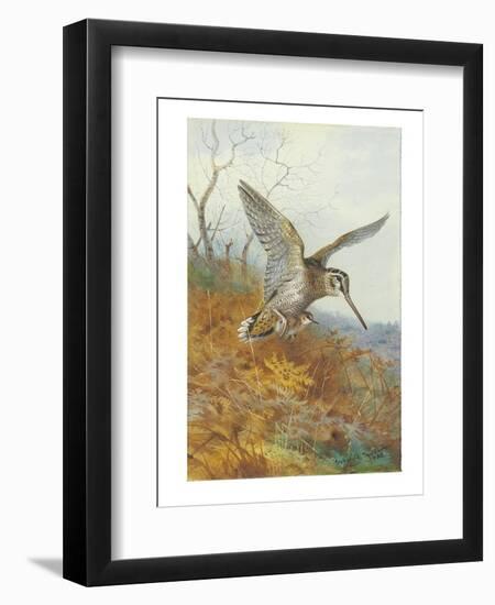 Woodcock and Young, 1908 (Pencil & W/C Heightened with Bodycolour & Touches of Gum Arabic on Paper)-Archibald Thorburn-Framed Giclee Print