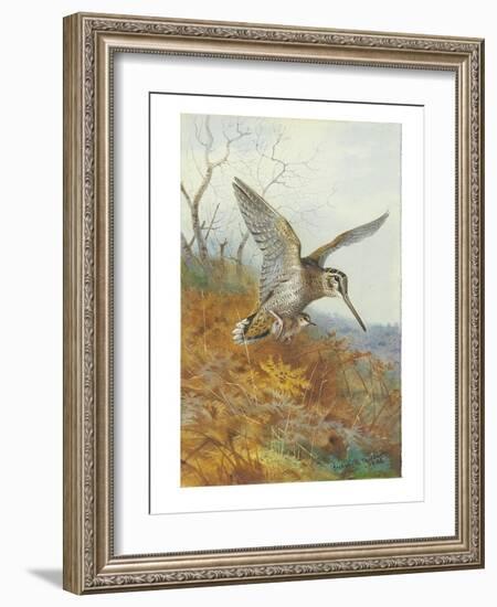Woodcock and Young, 1908 (Pencil & W/C Heightened with Bodycolour & Touches of Gum Arabic on Paper)-Archibald Thorburn-Framed Giclee Print