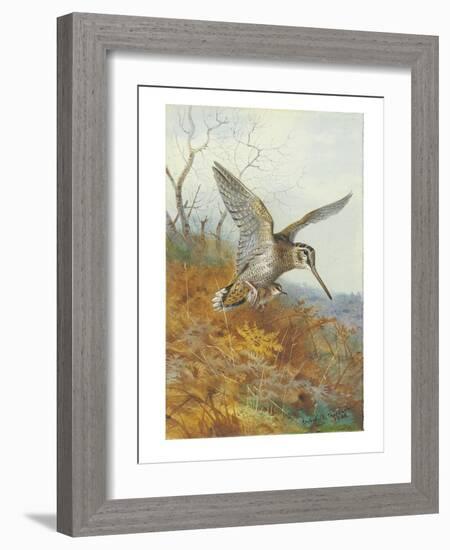 Woodcock and Young, 1908 (Pencil & W/C Heightened with Bodycolour & Touches of Gum Arabic on Paper)-Archibald Thorburn-Framed Giclee Print