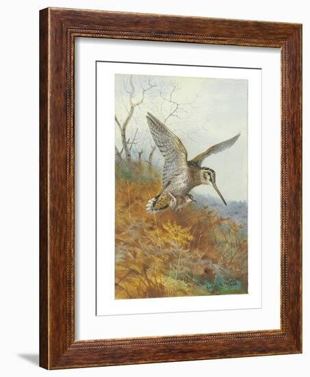 Woodcock and Young, 1908 (Pencil & W/C Heightened with Bodycolour & Touches of Gum Arabic on Paper)-Archibald Thorburn-Framed Giclee Print