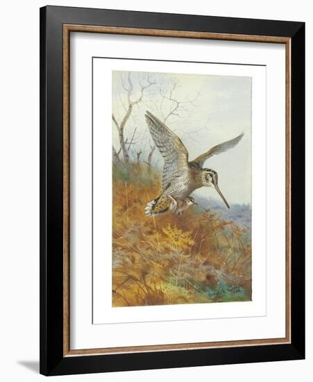 Woodcock and Young, 1908 (Pencil & W/C Heightened with Bodycolour & Touches of Gum Arabic on Paper)-Archibald Thorburn-Framed Giclee Print