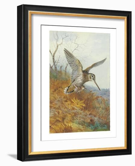 Woodcock and Young, 1908 (Pencil & W/C Heightened with Bodycolour & Touches of Gum Arabic on Paper)-Archibald Thorburn-Framed Giclee Print