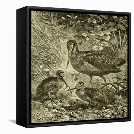 Woodcock Austria 1891-null-Framed Premier Image Canvas