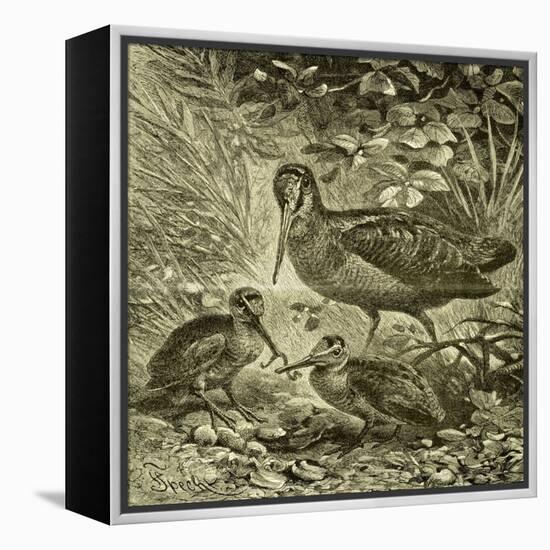 Woodcock Austria 1891-null-Framed Premier Image Canvas