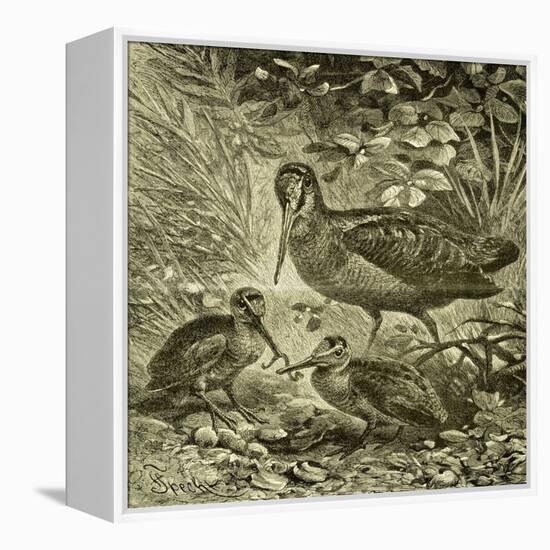 Woodcock Austria 1891-null-Framed Premier Image Canvas