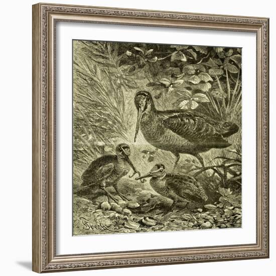 Woodcock Austria 1891-null-Framed Giclee Print