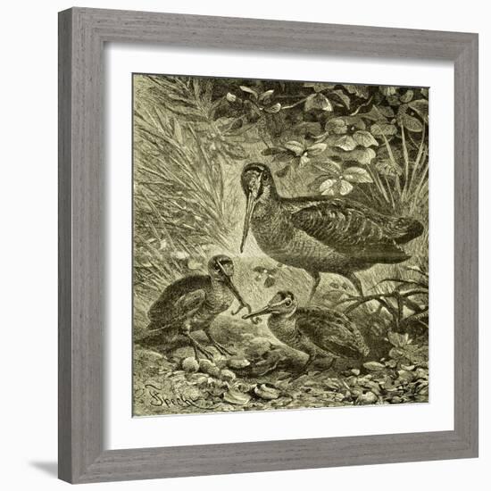 Woodcock Austria 1891-null-Framed Giclee Print