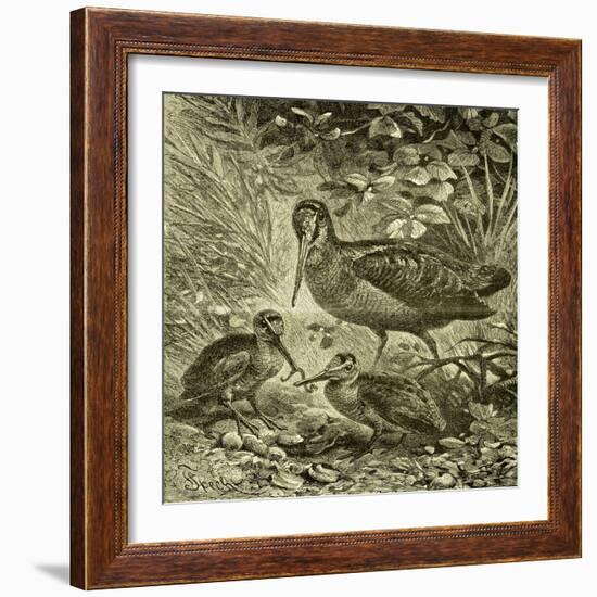 Woodcock Austria 1891-null-Framed Giclee Print