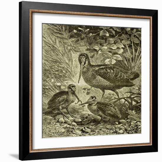 Woodcock Austria 1891-null-Framed Giclee Print