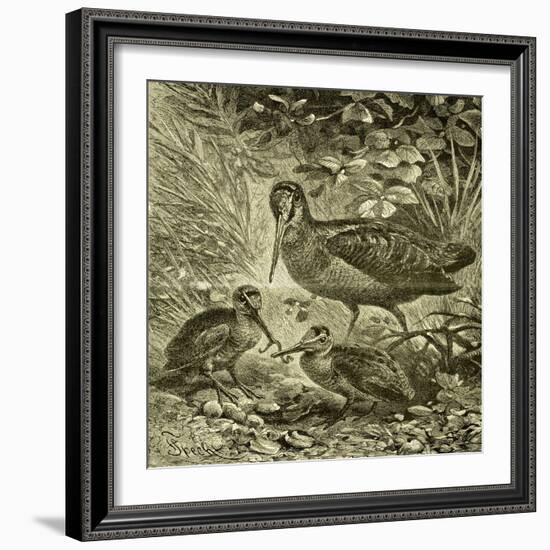 Woodcock Austria 1891-null-Framed Giclee Print