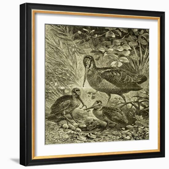 Woodcock Austria 1891-null-Framed Giclee Print