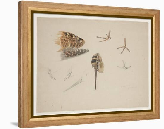 Woodcock Beak, Feet and Wing, C.1915 (W/C & Bodycolour over Pencil on Paper)-Archibald Thorburn-Framed Premier Image Canvas